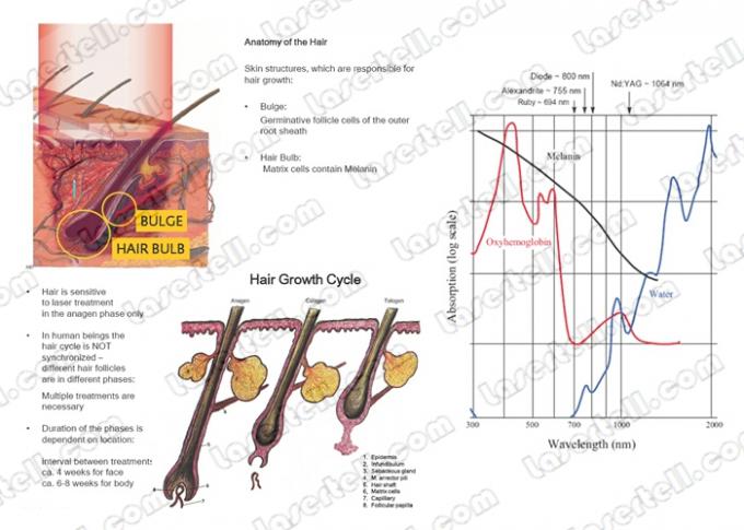 macchina di depilazione del laser dell'alessandrite di 10Hz SHR per il Facial/corpo/gamba